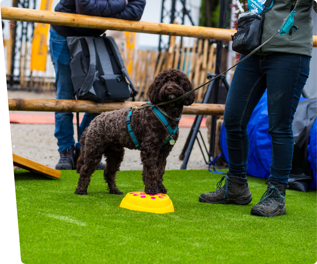 a black labradoodle dogschool on artificial grass for dogs