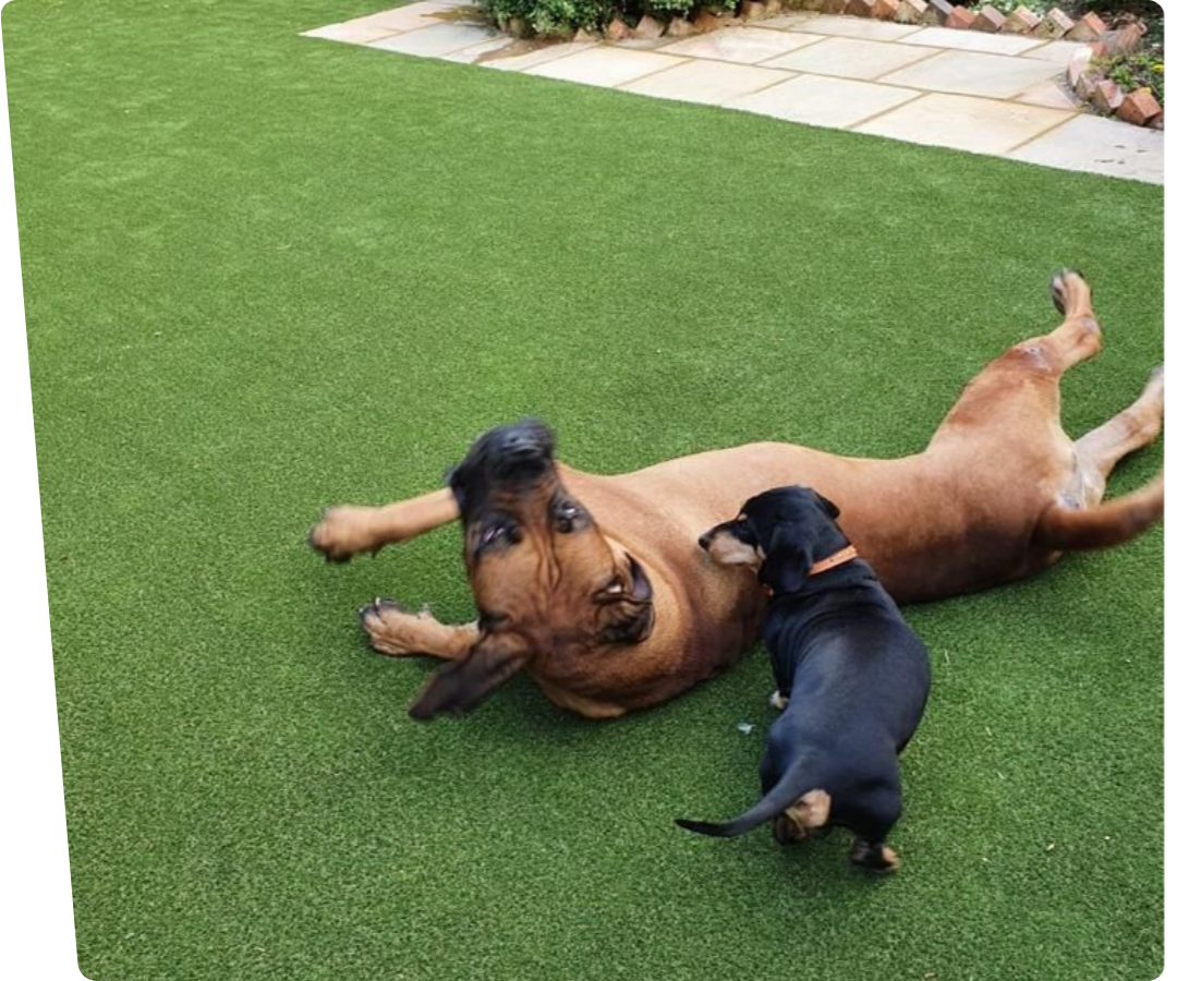 two dogs on artificial grass for dogs