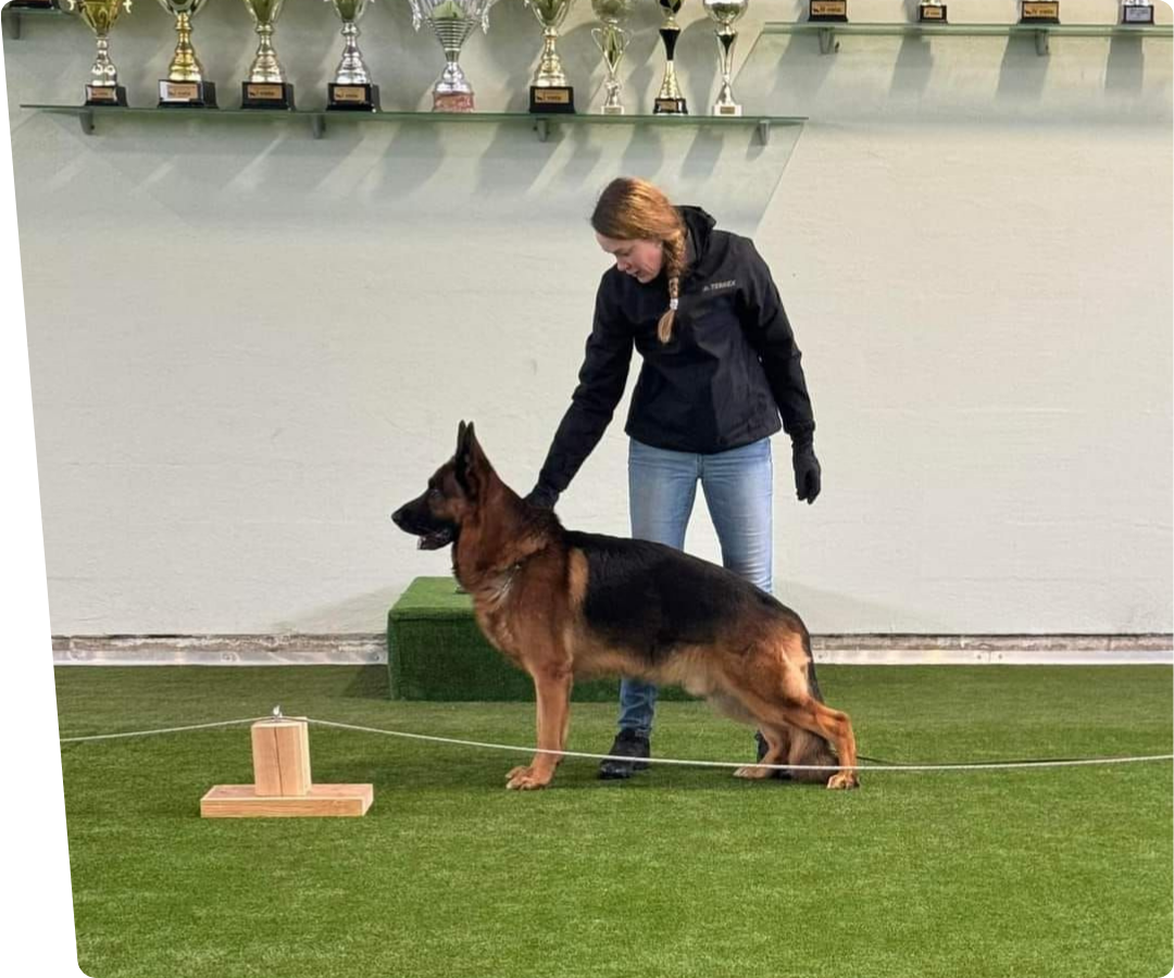 dogschool dog on artificial grass