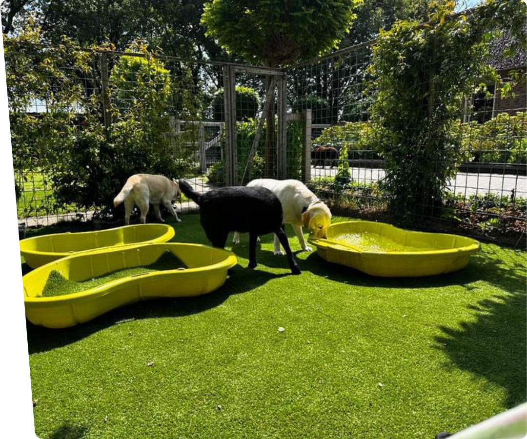 a group of dogs on artificial grass for dogs dog hotel