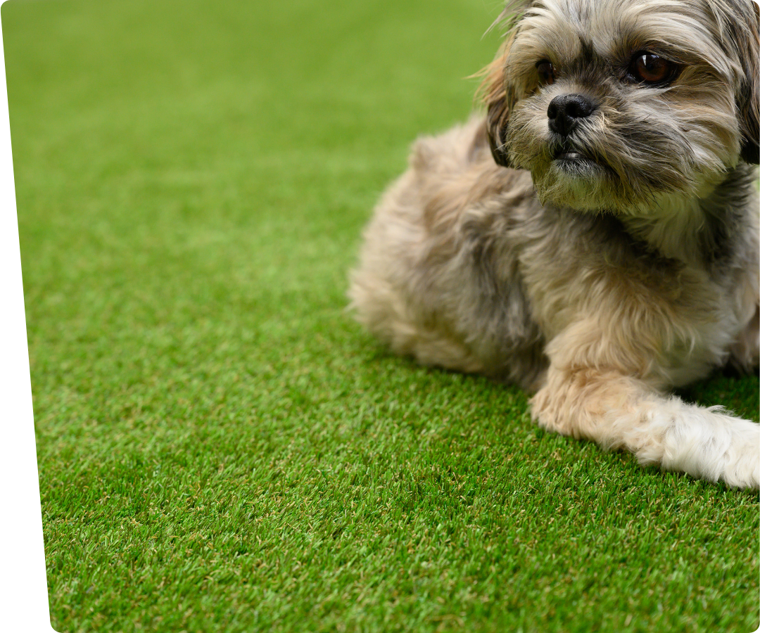 A small dog laying on the artificial grass for dogs