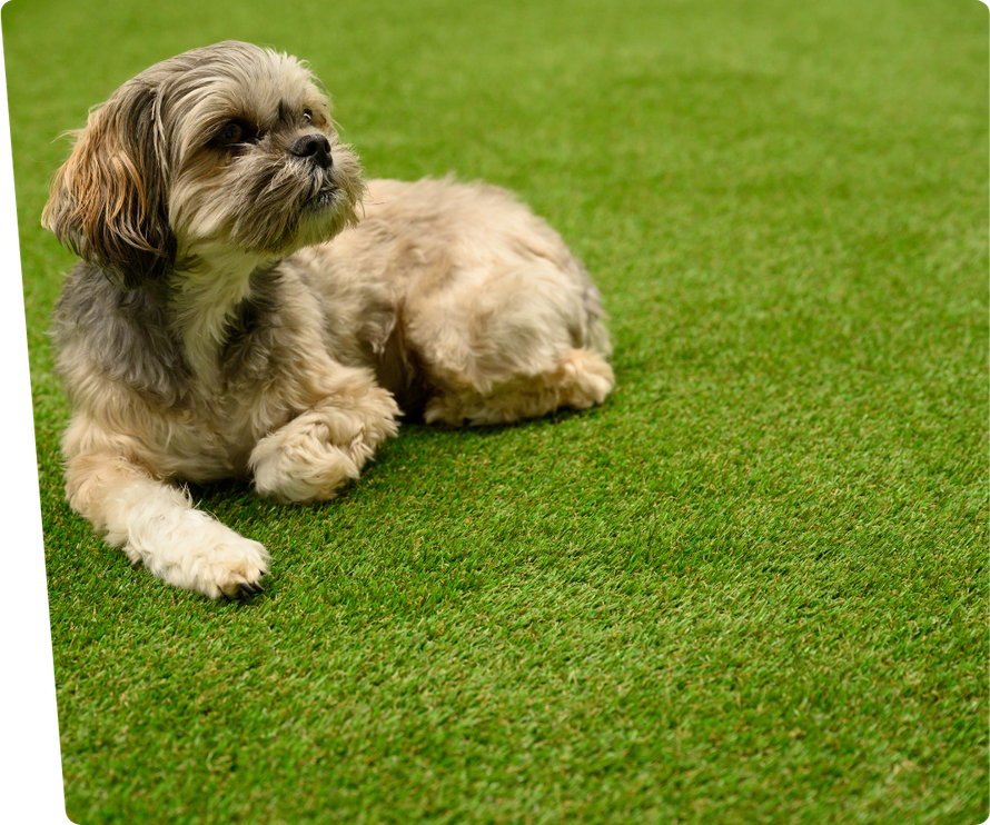 grass for dogs a small dog