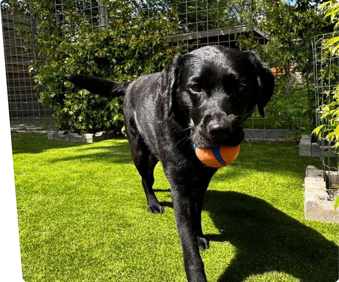 labrador dog on artificial grass for dogs