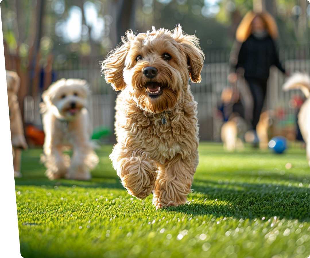 dogs running on artificial grass for dogs