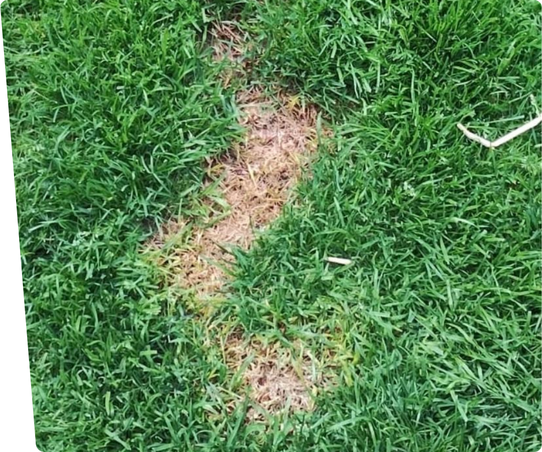 urine stains artificial grass for dogs