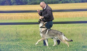 dog and master taking a walk