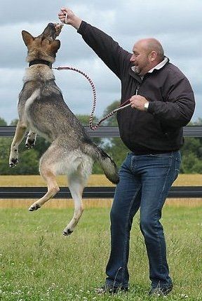 dog and master running 