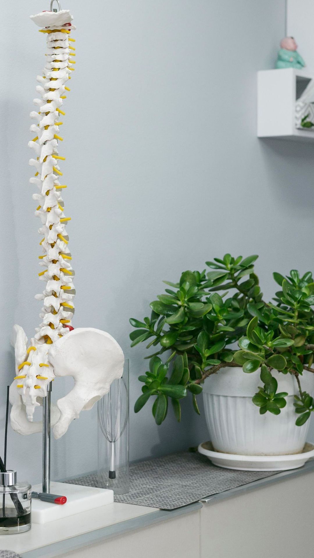 A model of a spine is sitting on a table next to a potted plant.