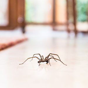 Texas — House Spider on the Floor in Cleburne, TX