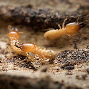 Ants — Termites in Cleburne, TX