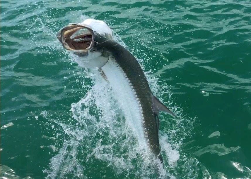 A fish is jumping out of the water with its mouth open.