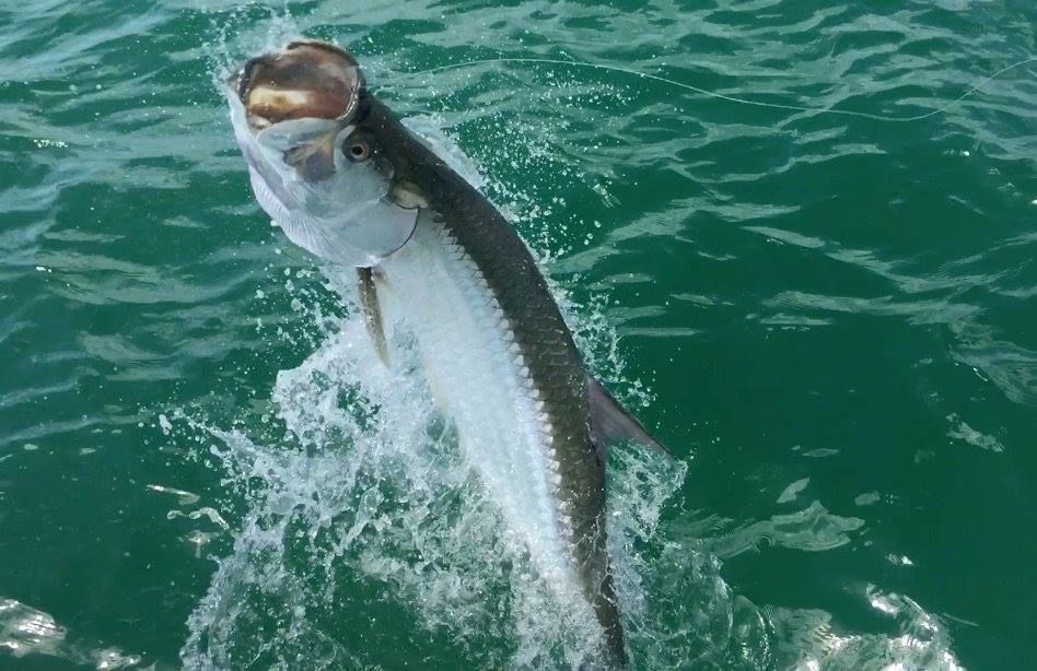 A fish is jumping out of the water with its mouth open.