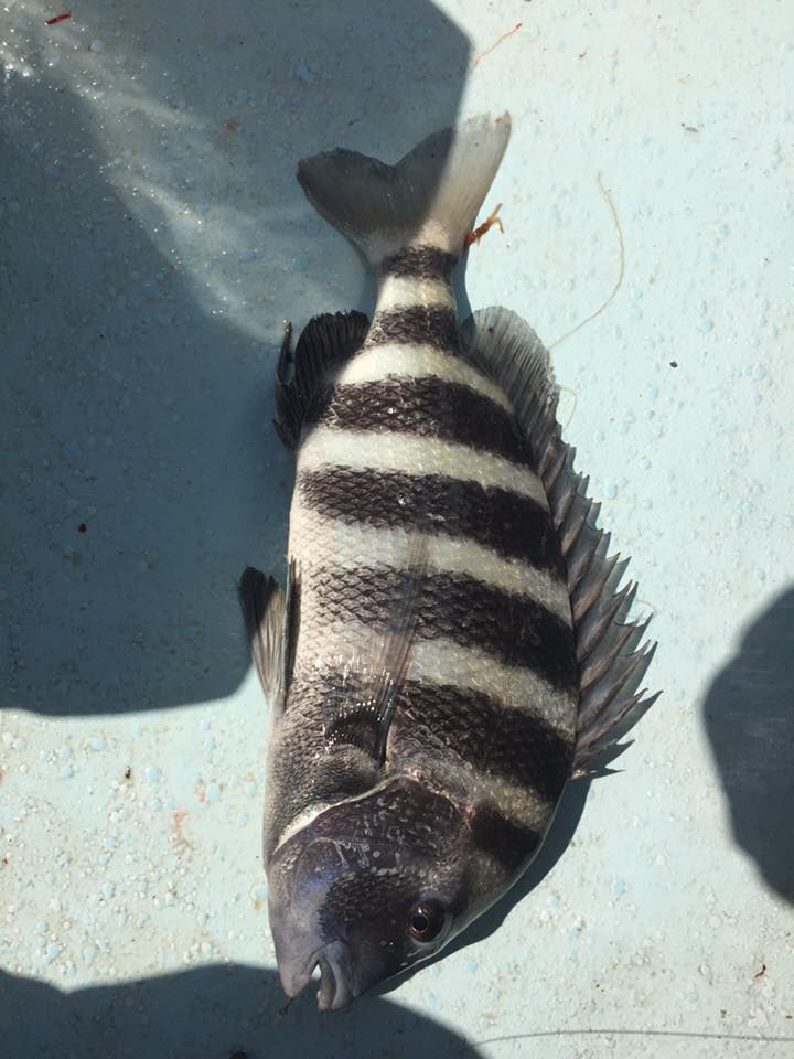 A black and white striped fish is laying on a blue surface