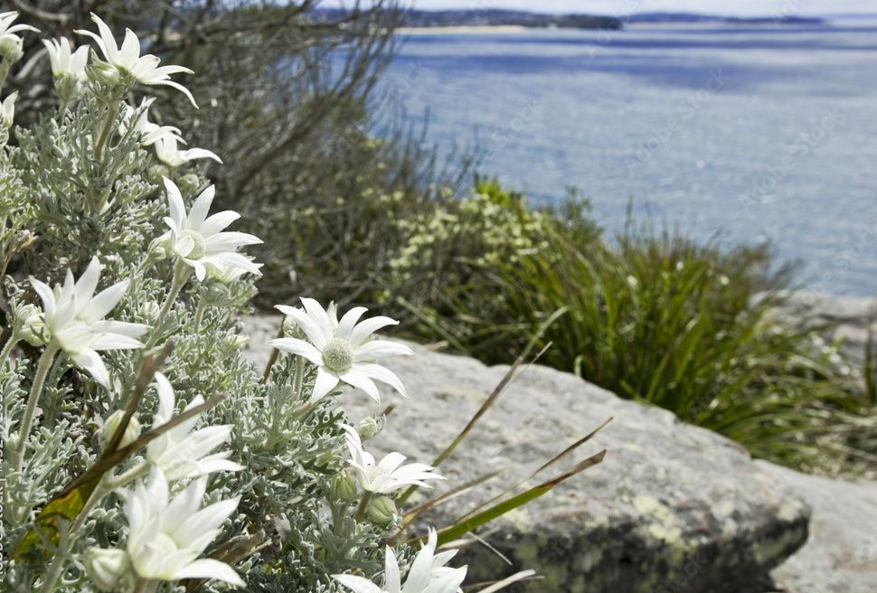 White flannel flowers bloom on a rocky cliff overlooking a blue ocean.