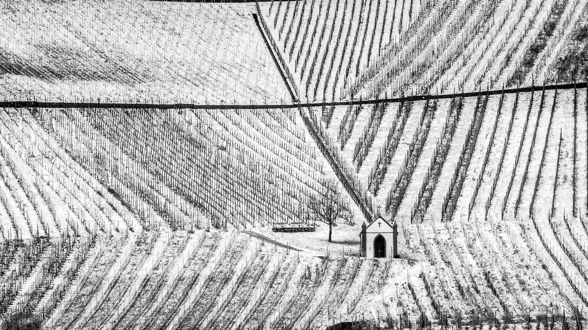 Stingl Klaus - Winter im Weinberg