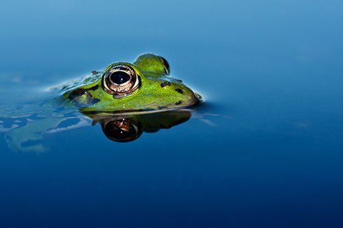 frog in water