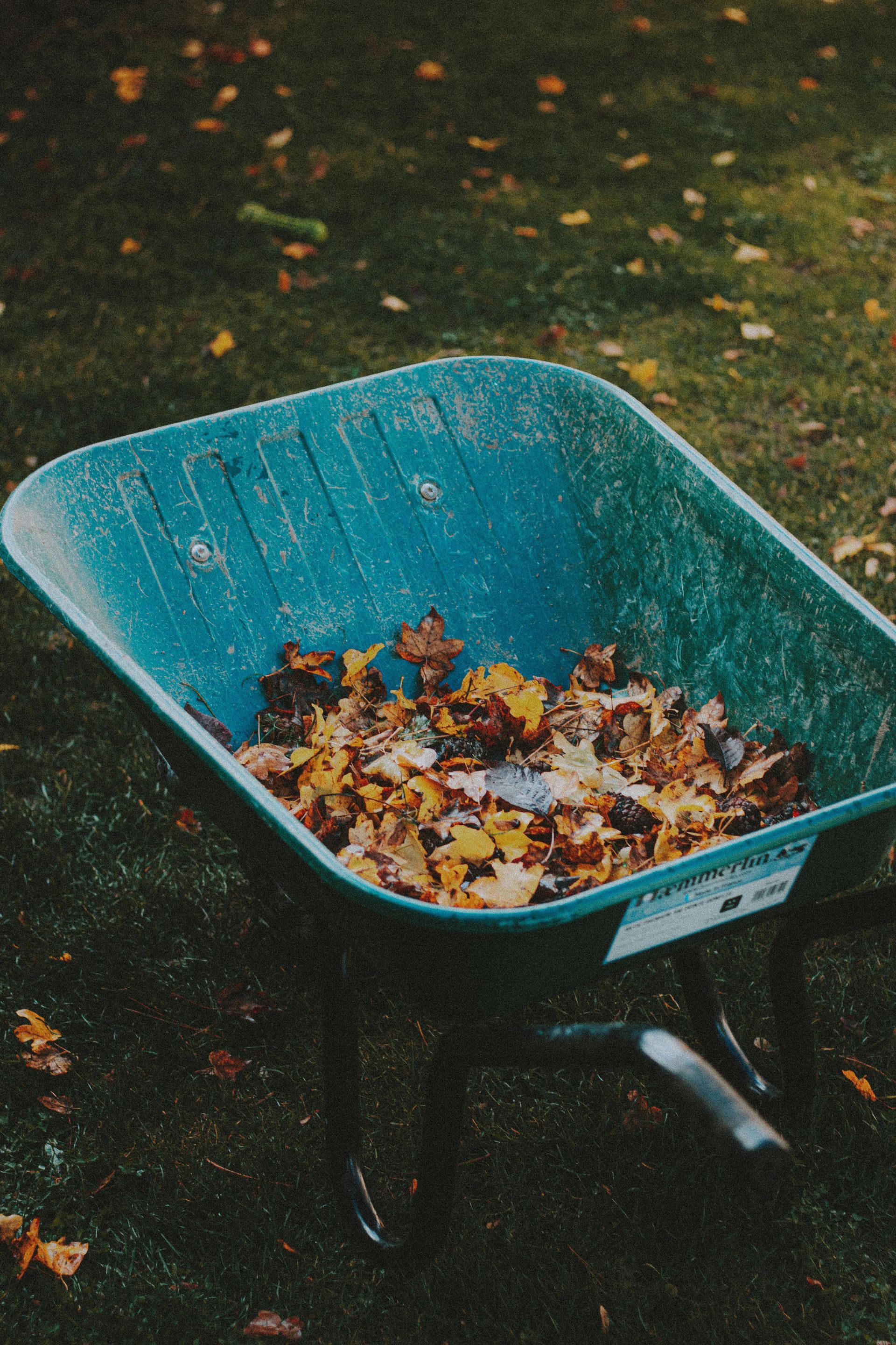Teal wheelbarrow filled with colorful autumn leaves on a grassy lawn.