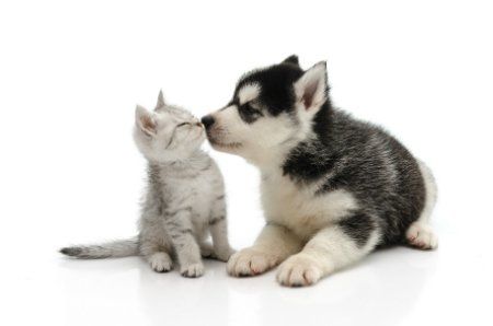 Cat & Dog, Animal Rescue Foundation  Tonay La Russa's