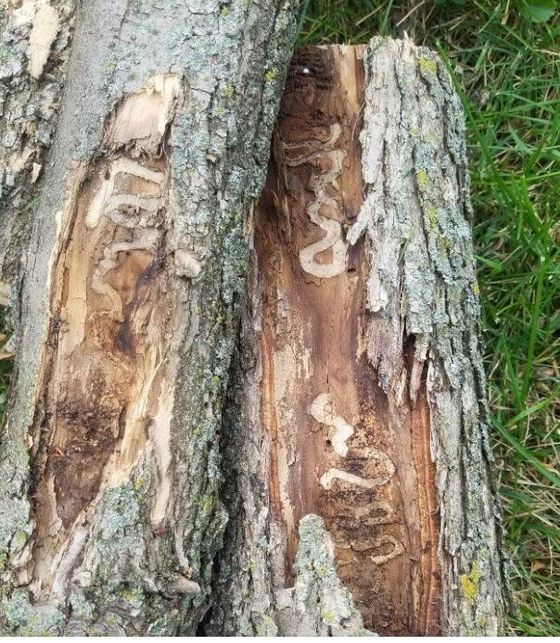 Wood — Des Moines, IA — Langford Tree Service