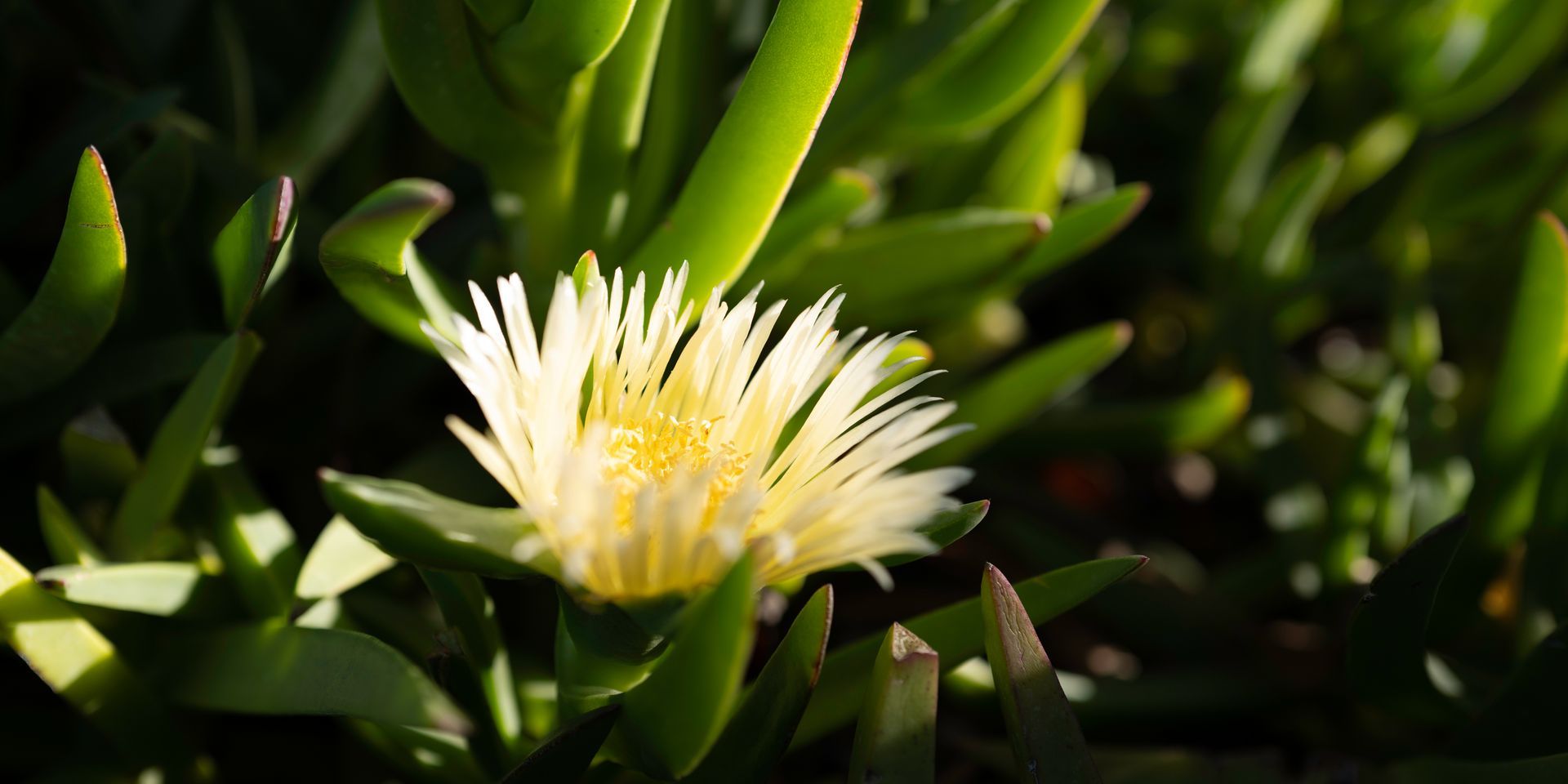 White flower blooming among glossy green leaves in sunlight