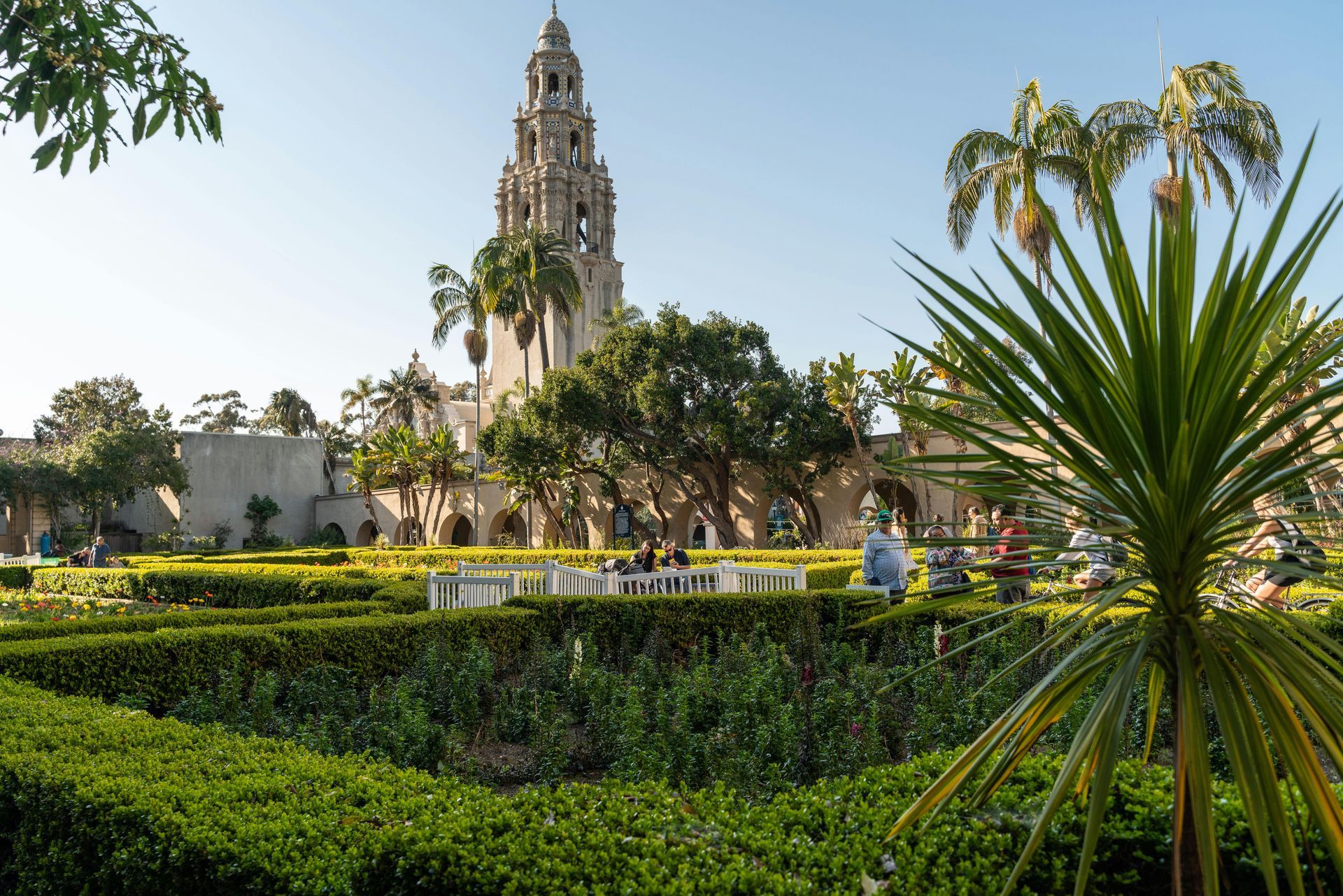 Balboa Park garden with a tall, ornate tower in the background, palm trees, and manicured hedges.