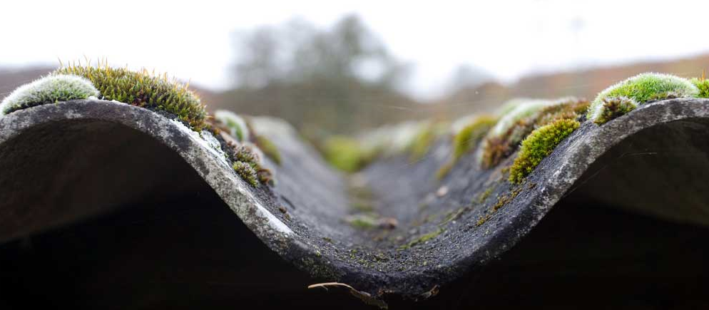 A close up of a roof with moss growing on it - Port Charlotte, FL - MD Pressure Cleaning & Soft Wash