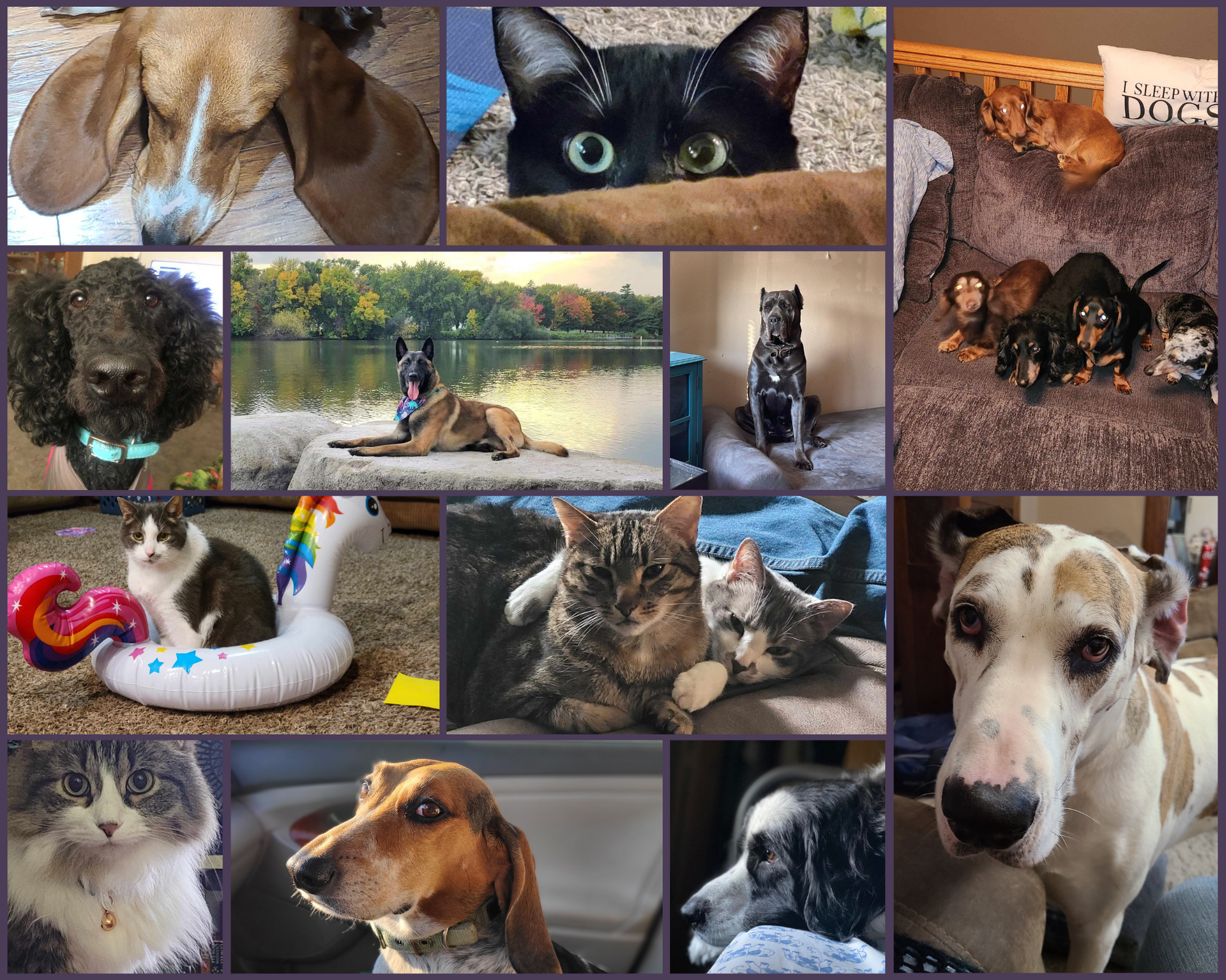 Vital Animal Veterinary Clinic Animal Family - Sioux Falls, SD - Vital Animal Veterinary Clinic 
