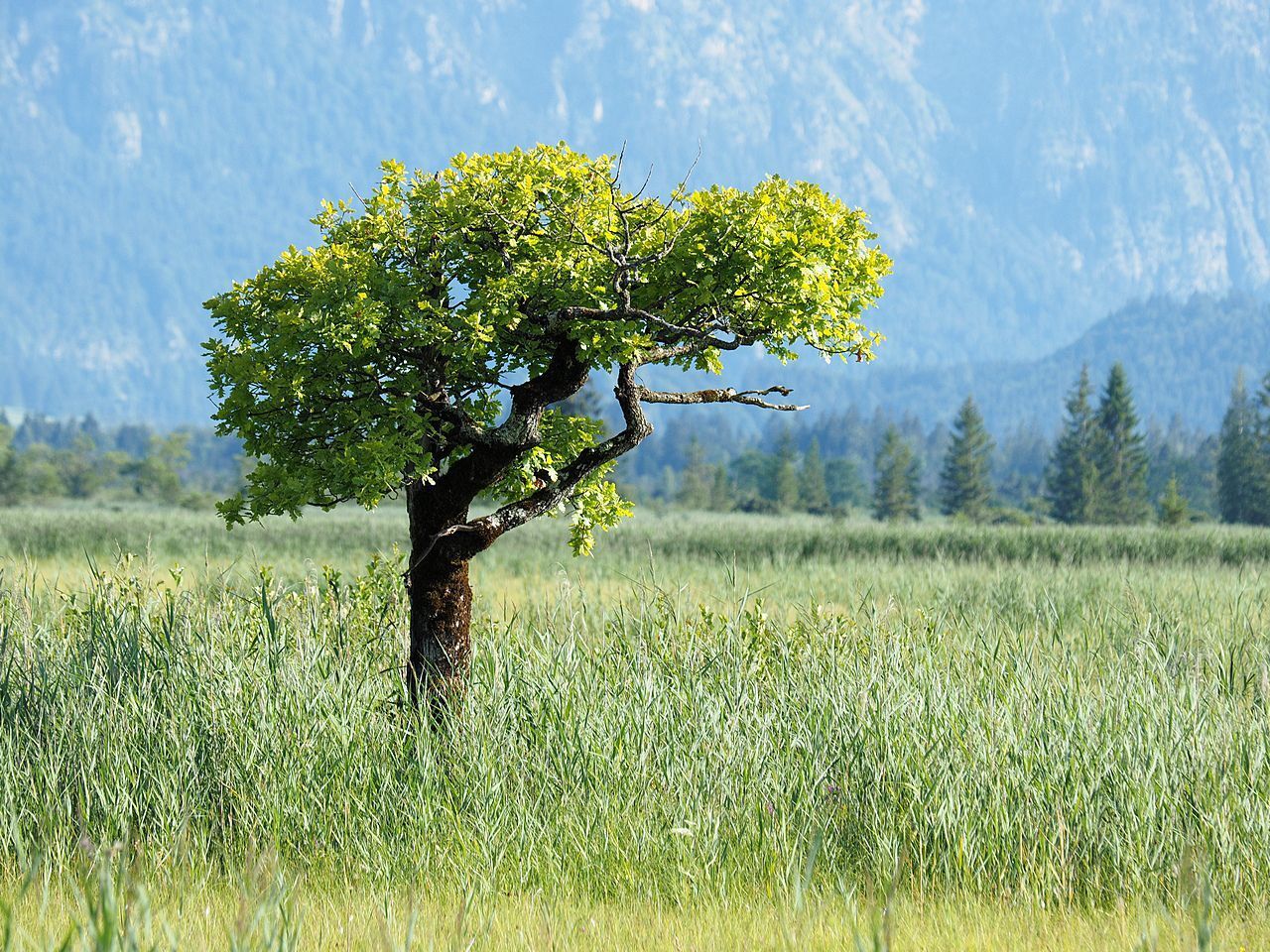 wandern im Murnauer Moos, Unterkunftssuche, Ferienwohnung mit Frühstück, Gebirgsblick, modern, helle Fewo