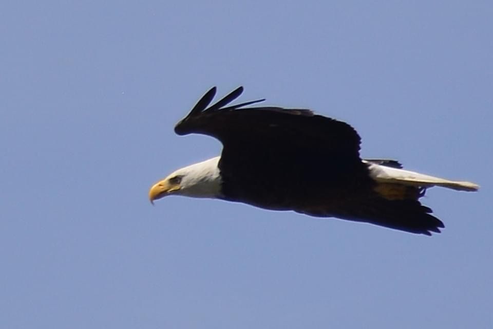 A bald eagle is flying through a blue sky