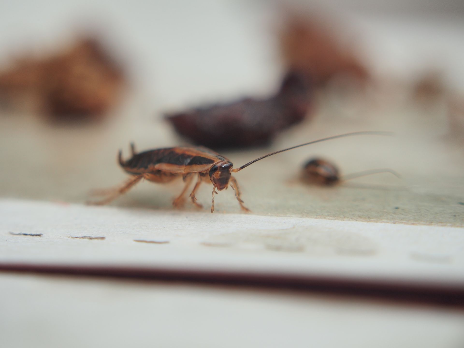 Scarafaggio su una superficie bianca con escrementi sullo sfondo.