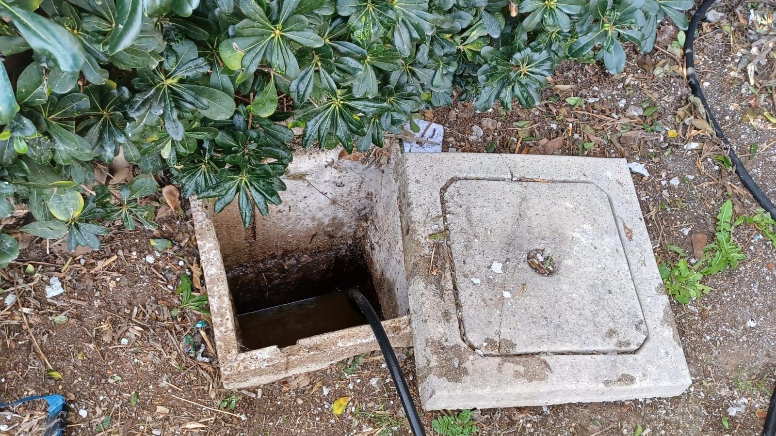Cassetta di servizio in cemento aperta con liquido scuro e tubo nero. Circondata da fogliame verde e terra.