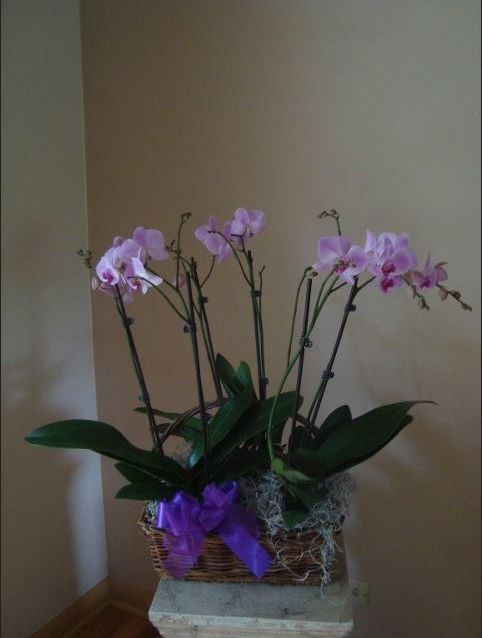 Purple orchids in a basket with a purple bow