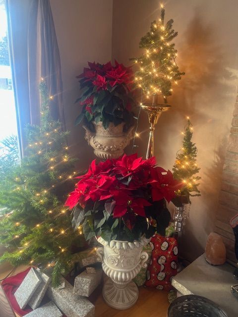 There are christmas trees and poinsettia plants in the corner of the room.