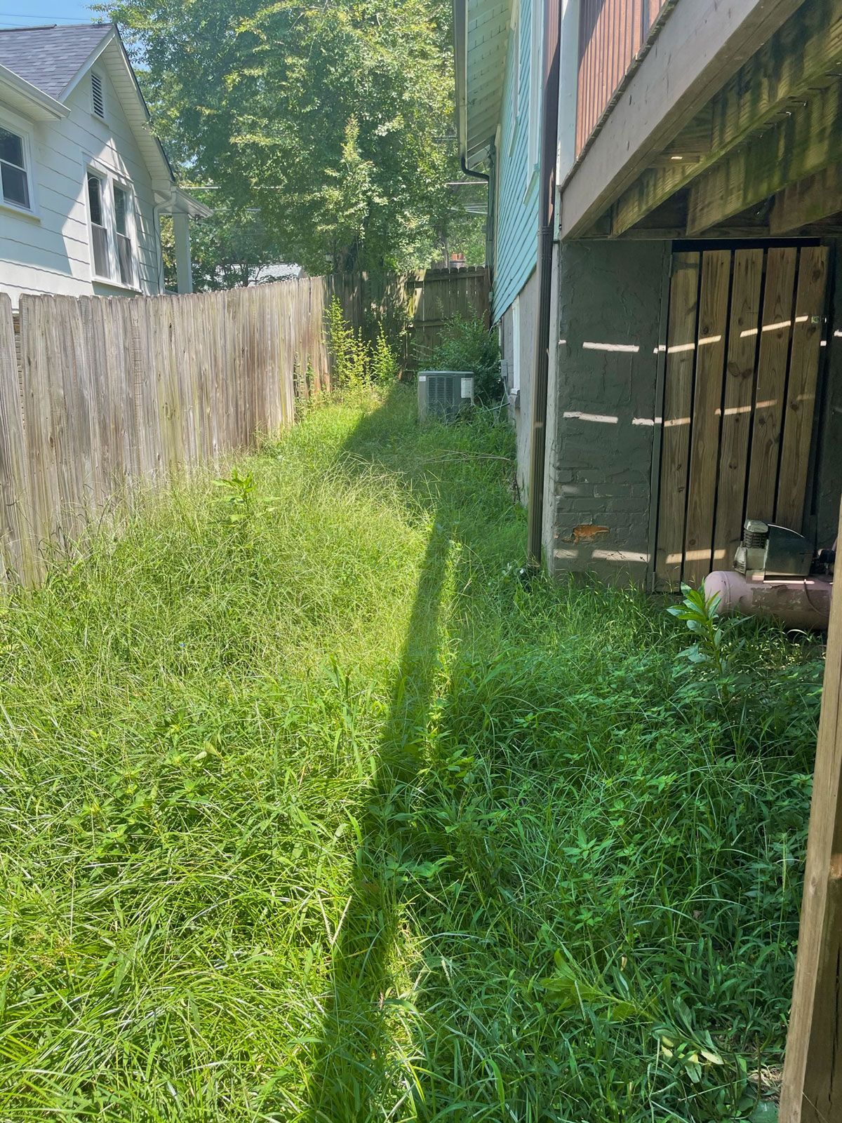 Tall Grass On The Side Of The House | Charlotte, NC | Elephant Trunk Tree and Landscaping