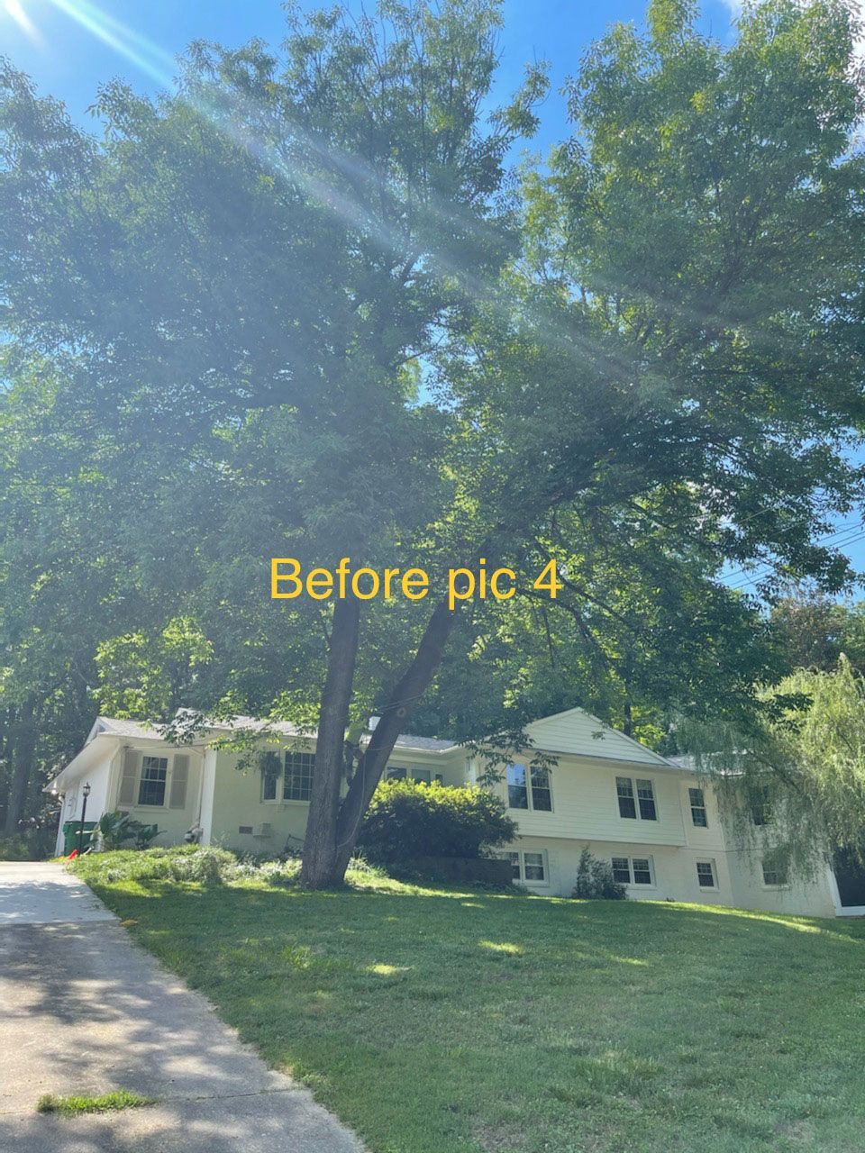 Big Tree | Charlotte, NC | Elephant Trunk Tree and Landscaping