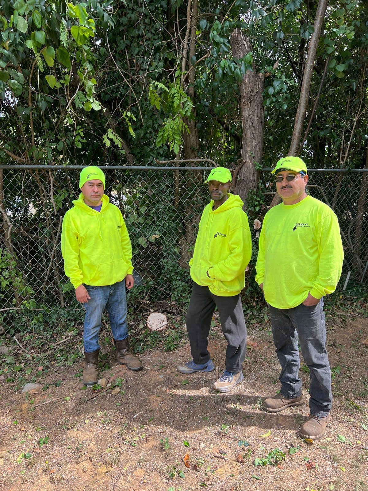 Three Gentlemen | Charlotte, NC | Elephant Trunk Tree and Landscaping