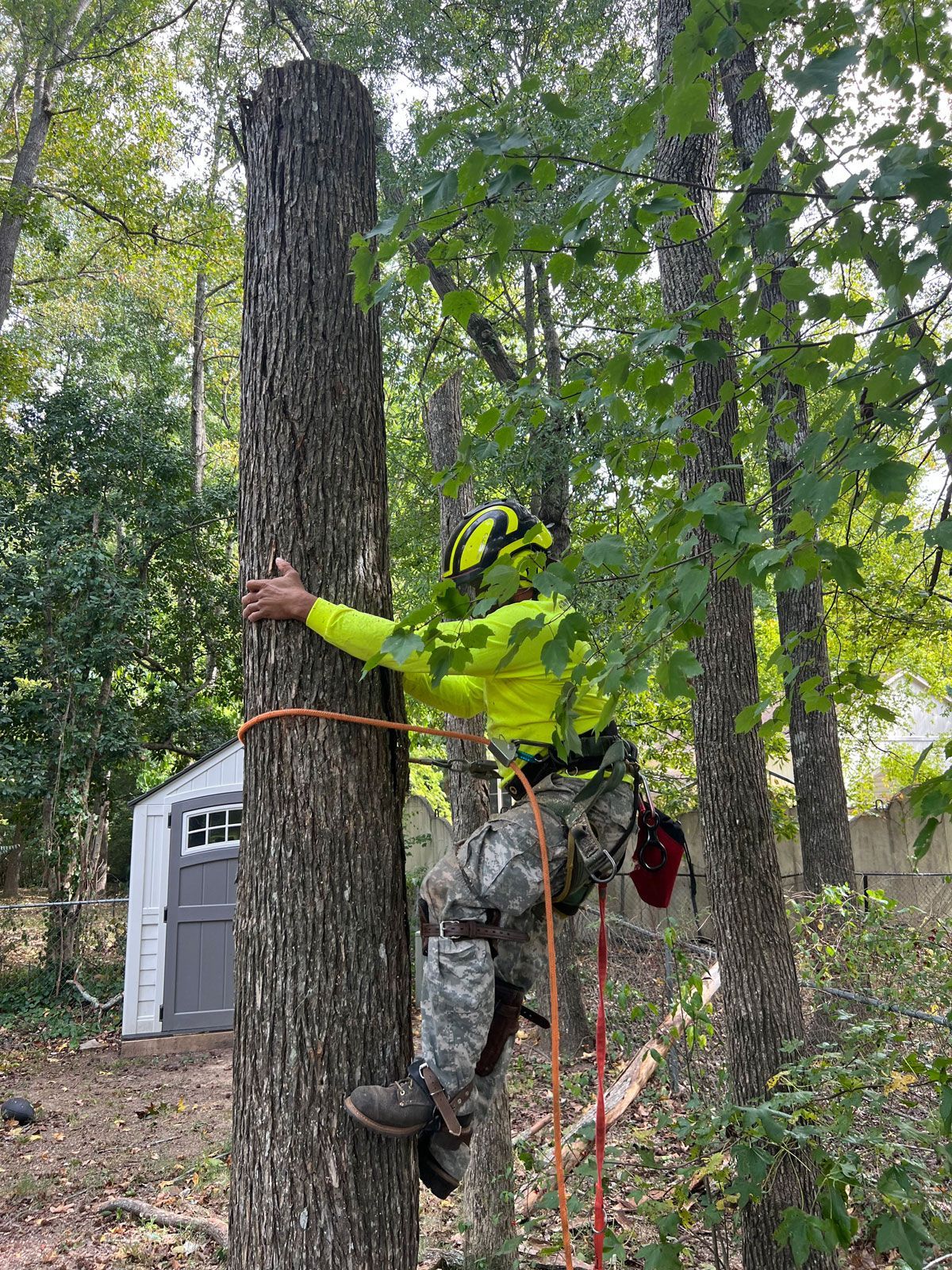 Guy Going Down A Trunk | Charlotte, NC | Elephant Trunk Tree and Landscaping