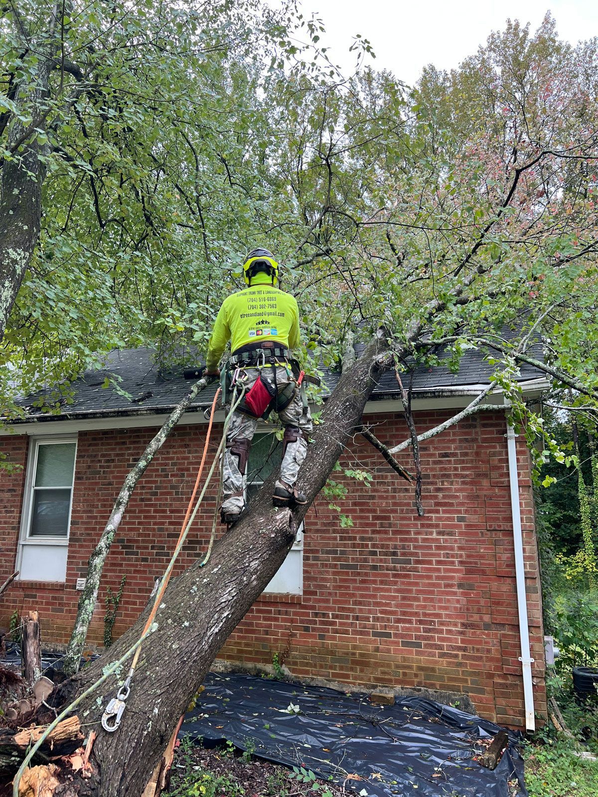 Removing Collapsed Tree | Charlotte, NC | Elephant Trunk Tree and Landscaping