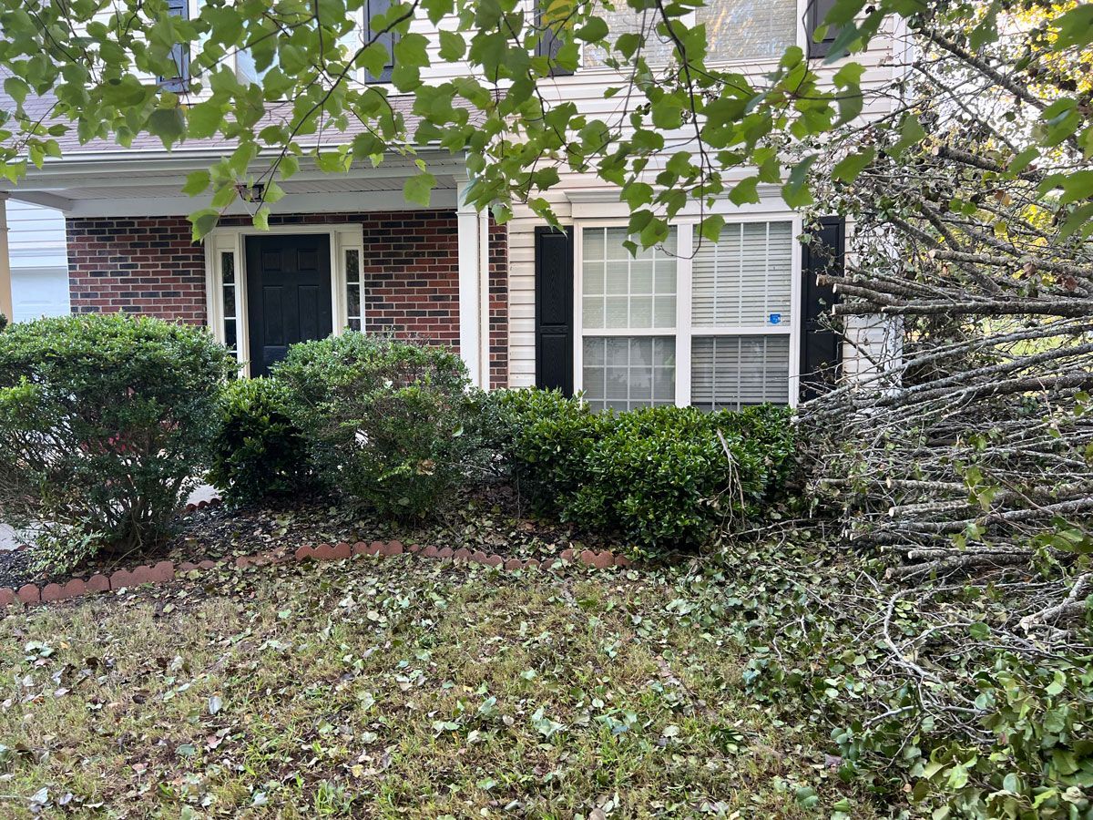 Dirty Yard | Charlotte, NC | Elephant Trunk Tree and Landscaping