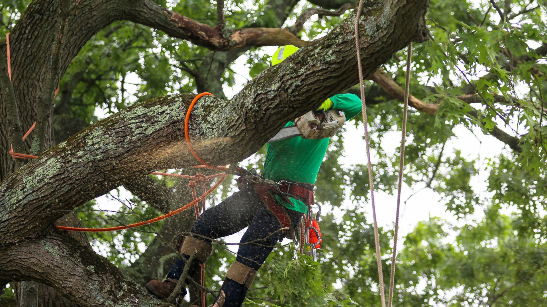 Trimming A Tree | Charlotte, NC | Elephant Trunk Tree and Landscaping