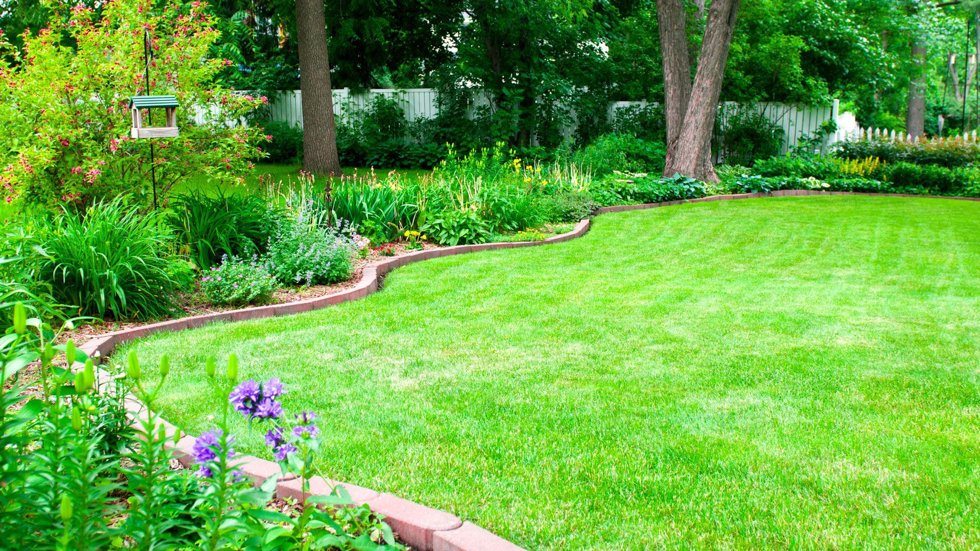 Well Organized Yard | Charlotte, NC | Elephant Trunk Tree and Landscaping