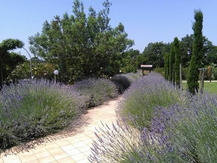 Vialetto con lavanda