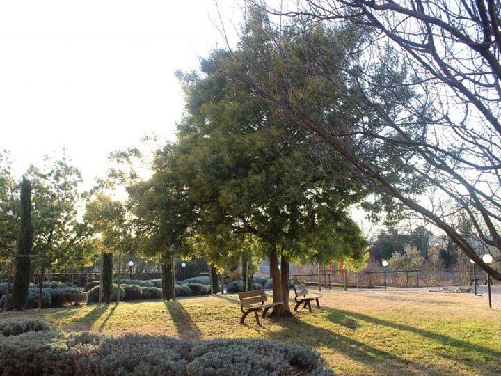 Alberi in giardino