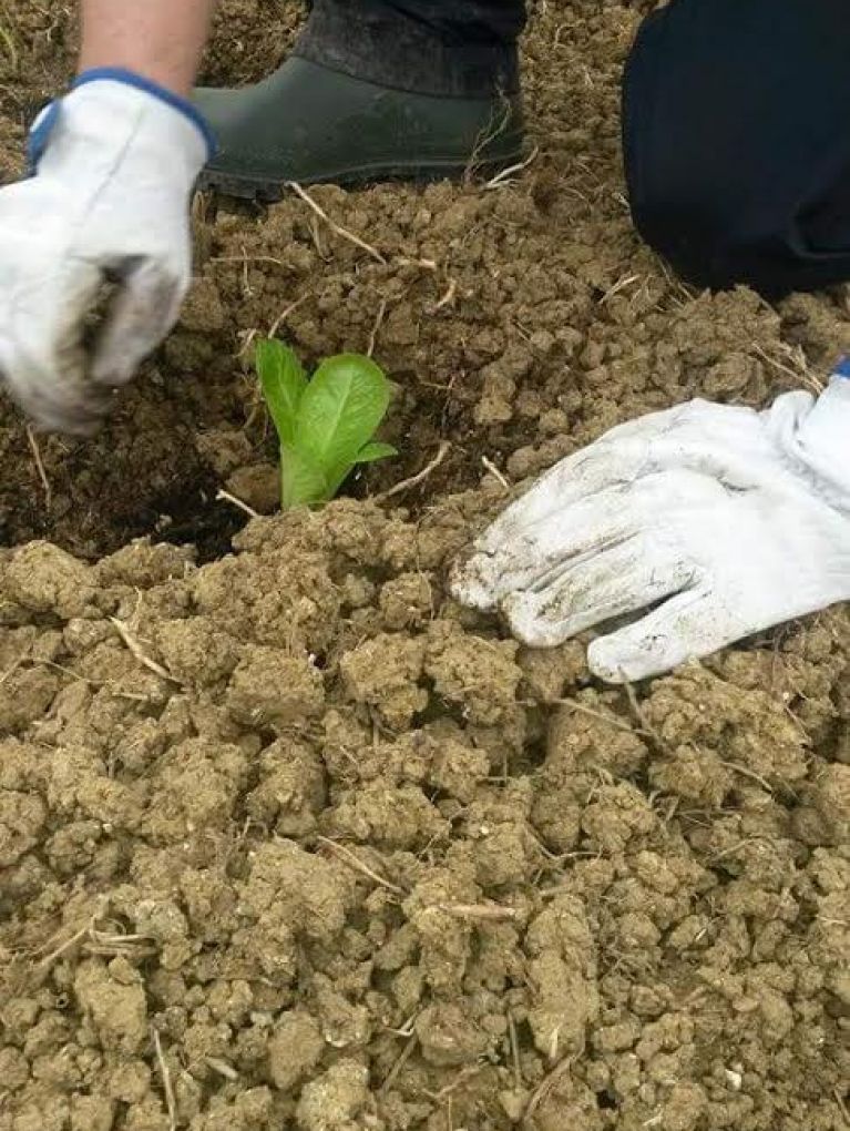 Small plant