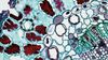 A close up of a plant cell under a microscope.
