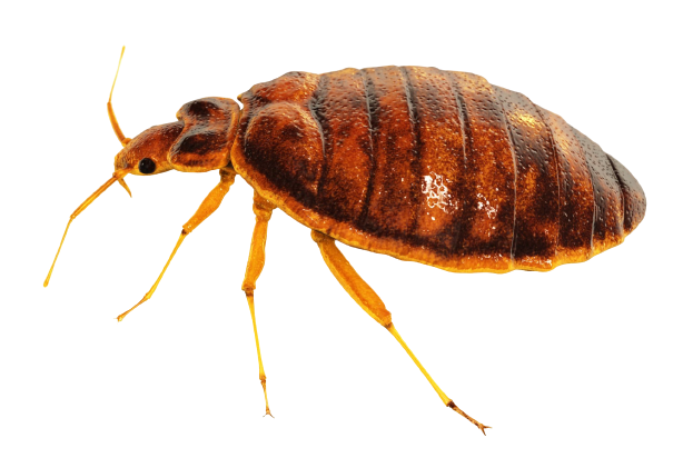 Bed Bugs — Rush, NY — Target Pest Control