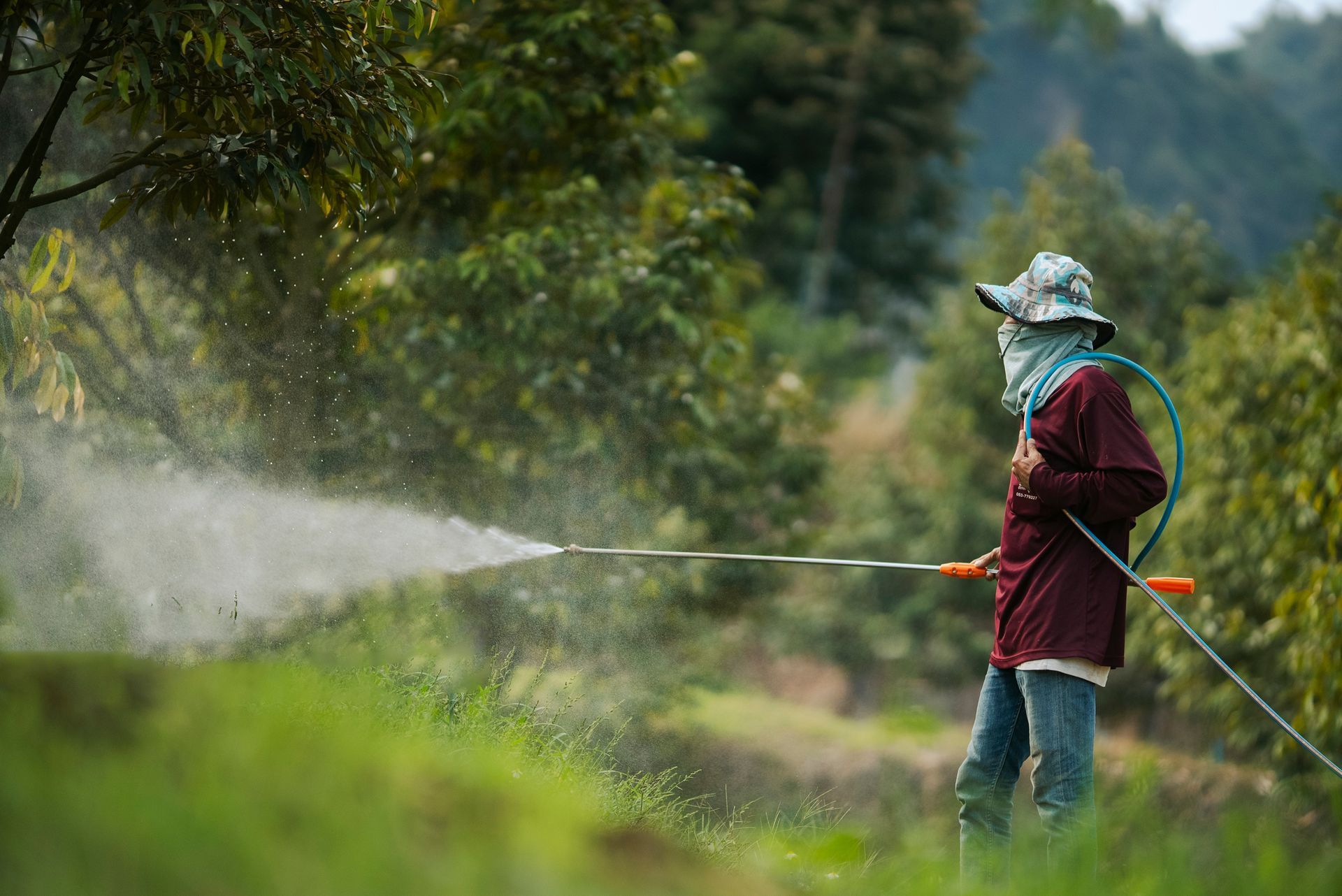A farmer wearing protective gear sprays pesticides on trees in a rural Durian orchard setting.