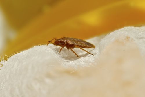 Bedbug - Rush, NY - Target Pest Control