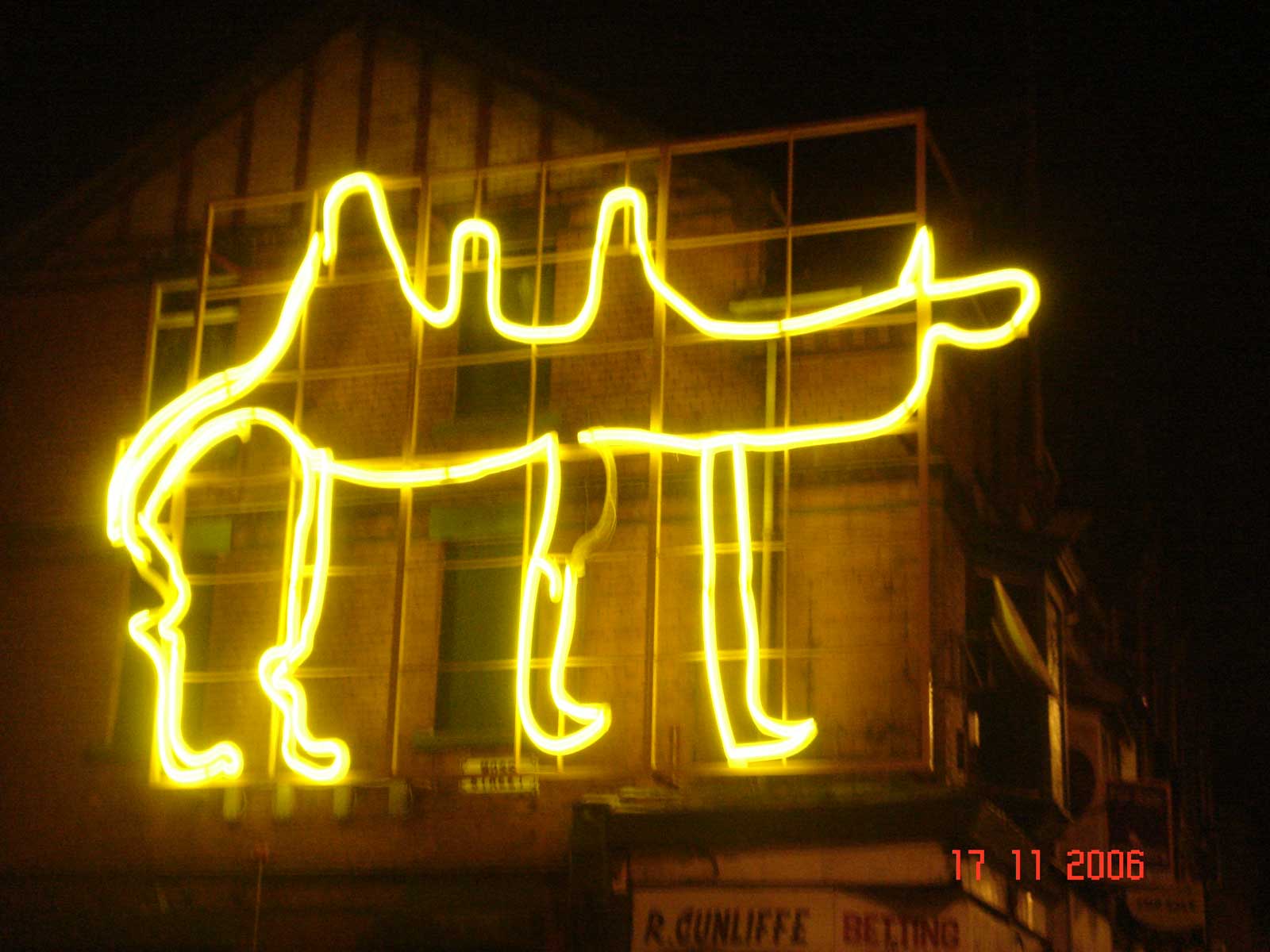 camel animals liverpool photos 011