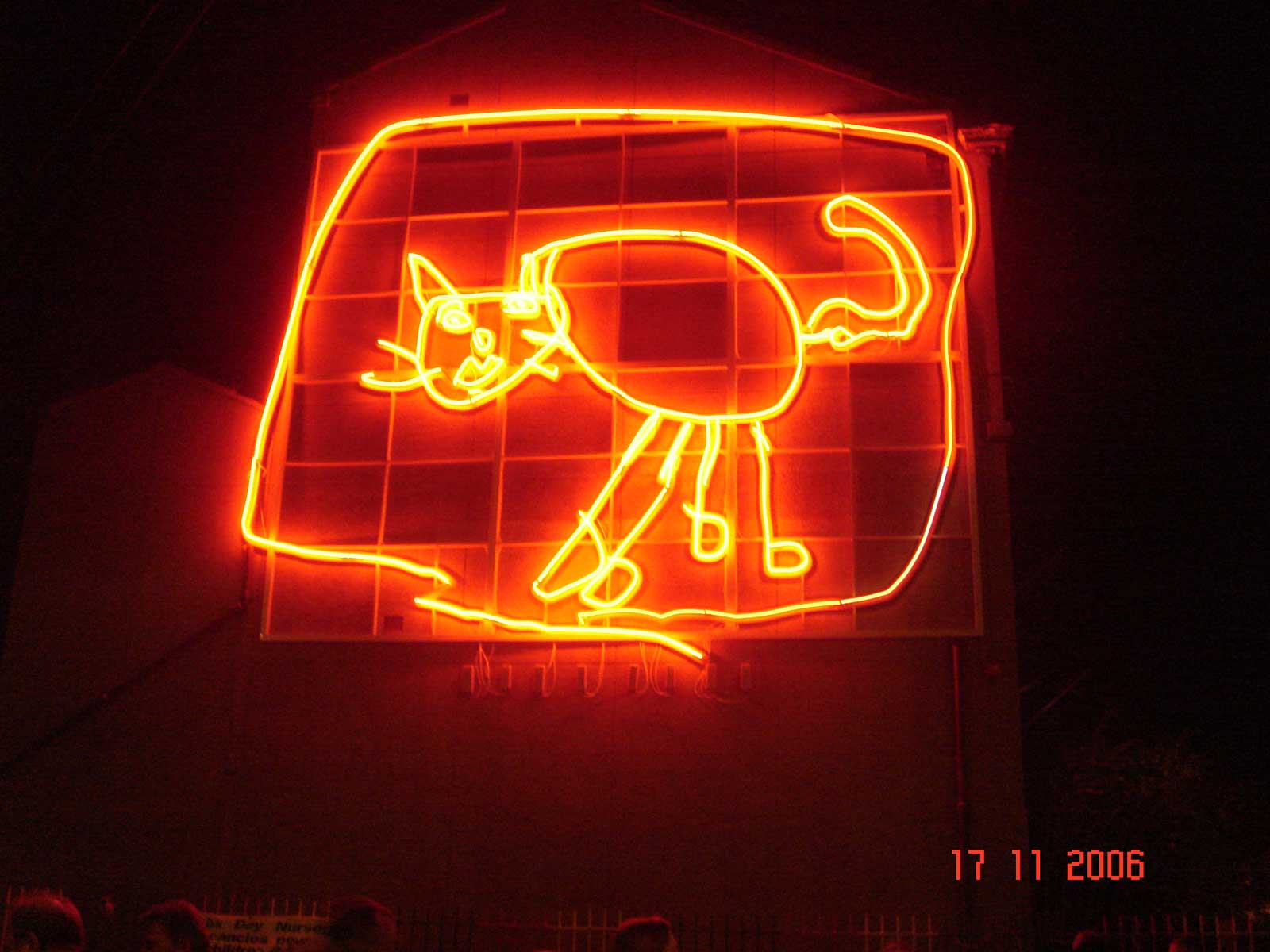 cat animals liverpool photos 001